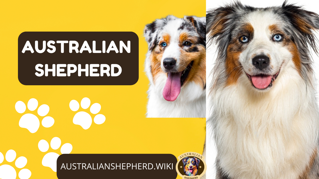 Australian Shepherd: A Versatile and Intelligent Breed