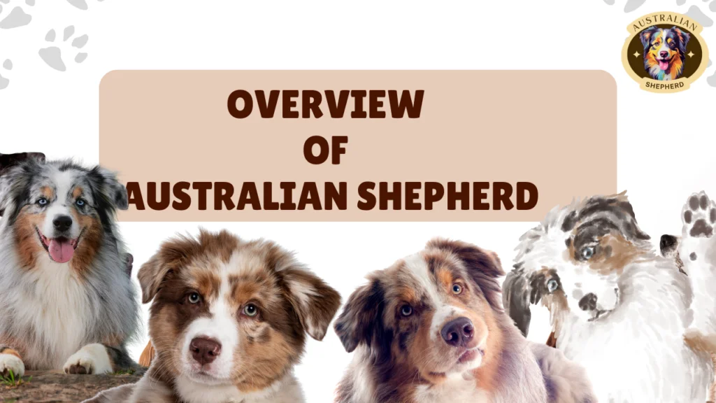 Overview of Australian Shepherd